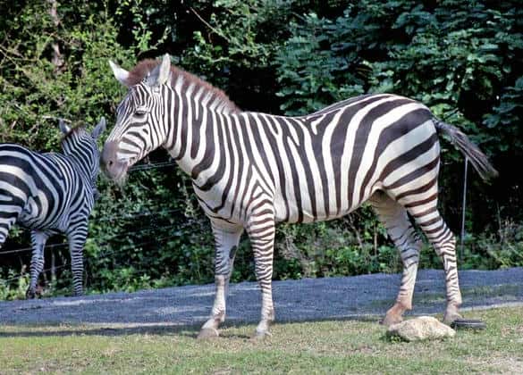 動物図鑑・グラントシマウマ
